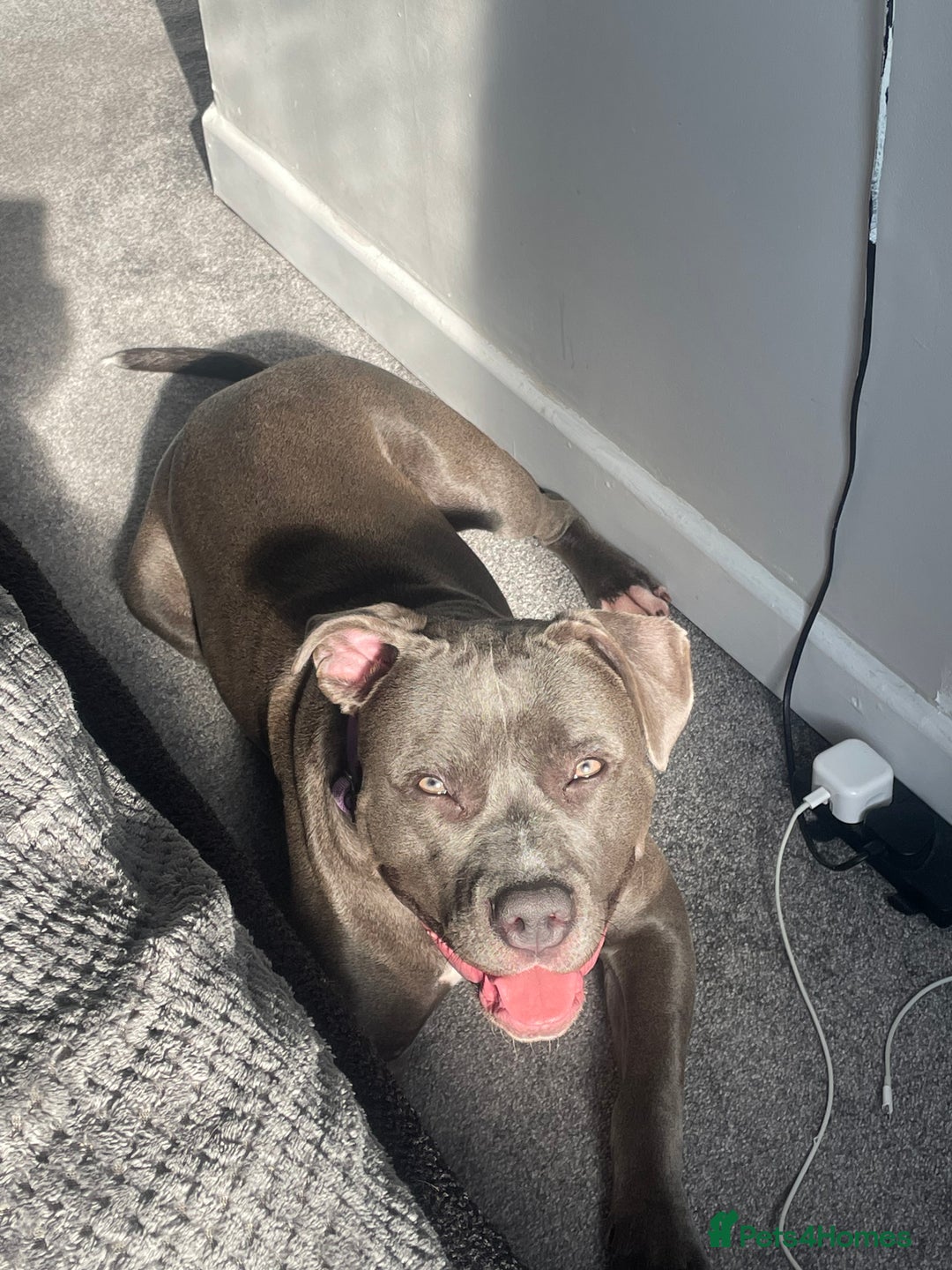 American Bull Staffy dogs for sale: Mrs Stormi  - Image 1