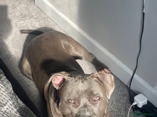 American Bull Staffy dogs - Advert 7