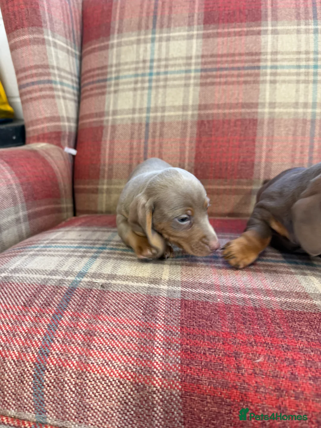 Miniature Dachshund dogs for sale: Mini dachshund 2 smooth boys available  - Advert 25