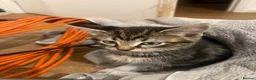 Brazilian Shorthair cats for sale: 3 Gorgeous Kittens  - Advert 17