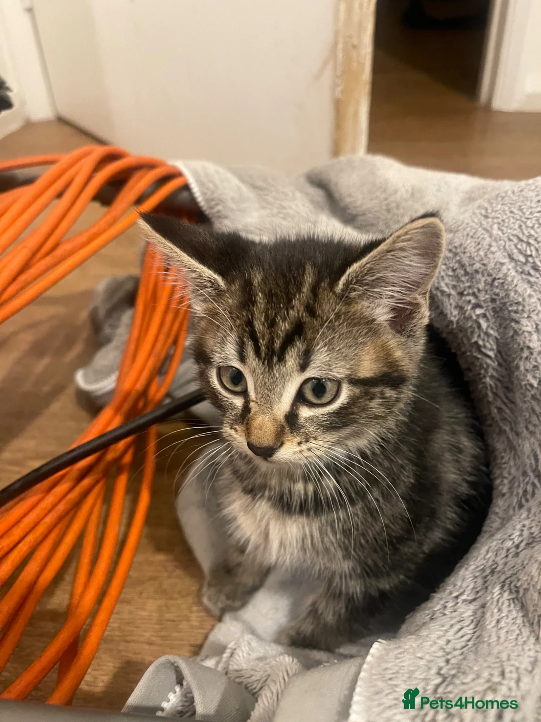 Brazilian Shorthair cats for sale: 3 Gorgeous Kittens  - Advert 17