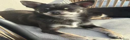 Chihuahua dogs for sale: Five Smoothcoat Chihuahua puppies for sale - Advert 11