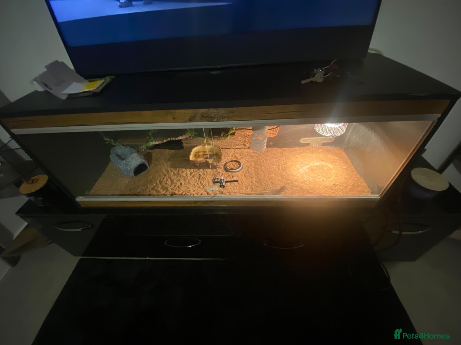 Bearded Dragon reptiles Baby bearded dragon - Advert 6