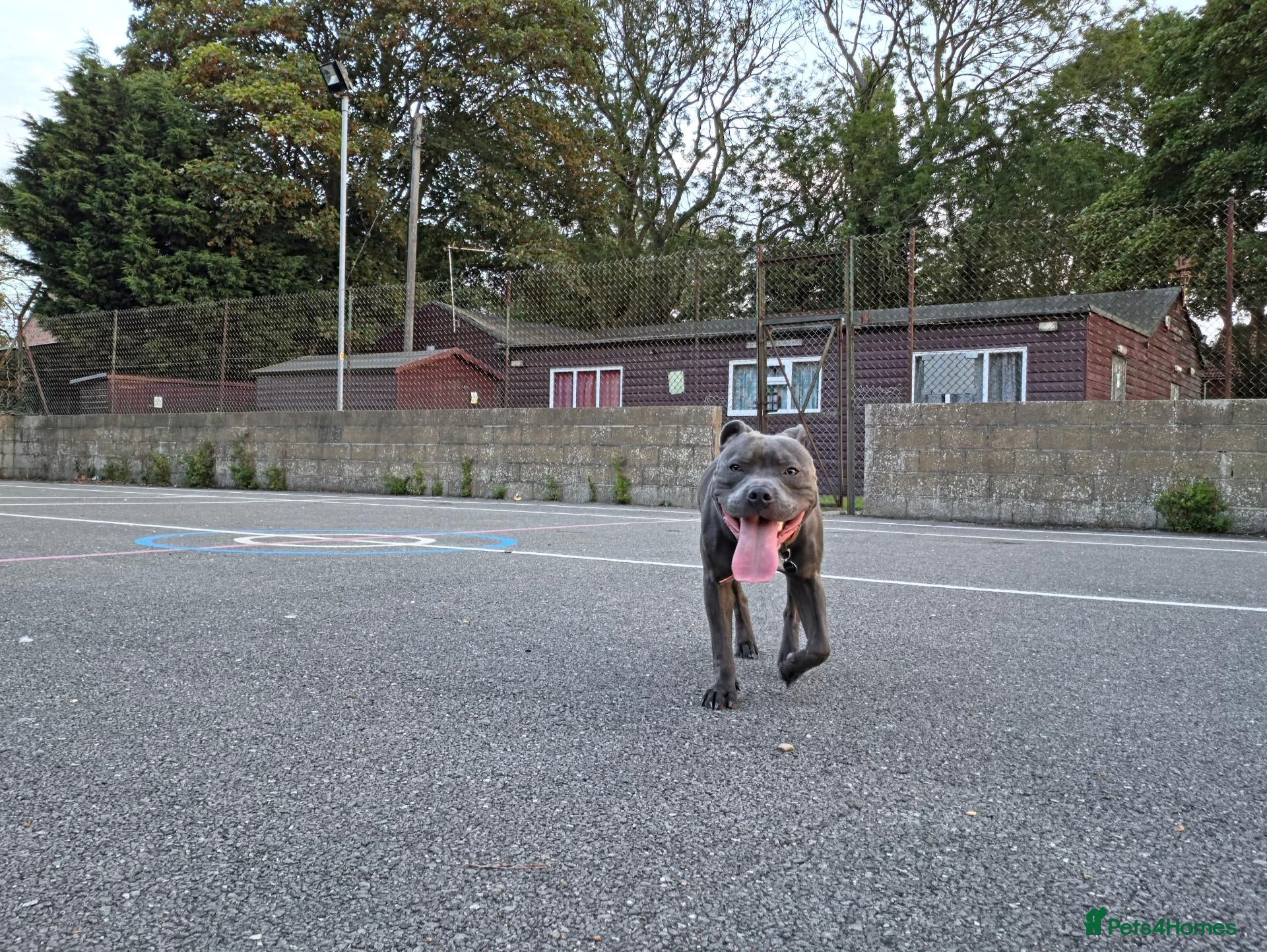 Staffordshire Bull Terrier dogs Rocco - Advert 18