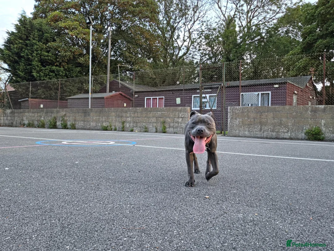 Staffordshire Bull Terrier dogs for sale: Rocco - Advert 1