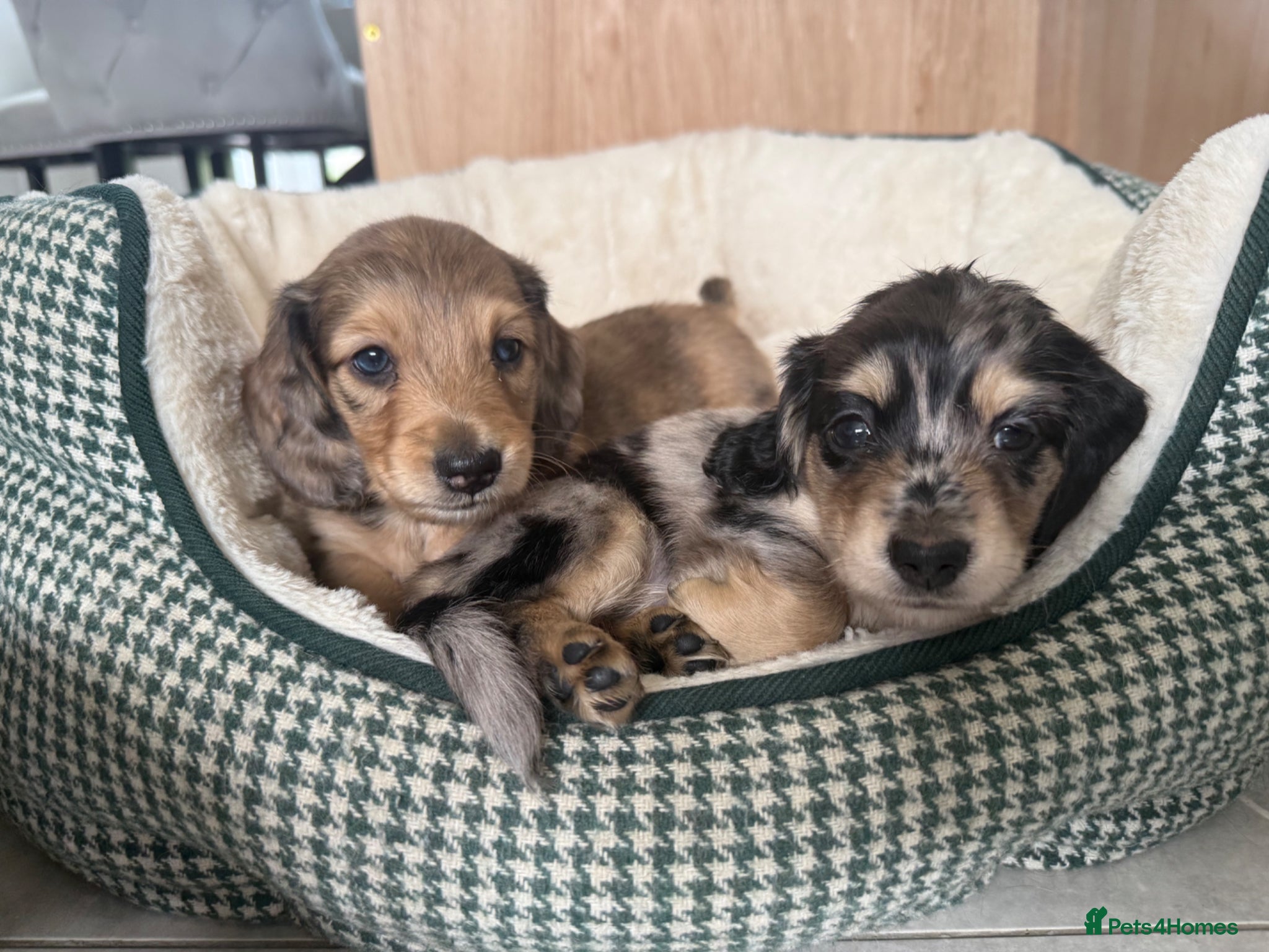 Miniature Dachshund dogs Long Haired Miniature Dachshund Puppies - Advert 6