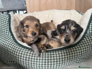 Miniature Dachshund dogs Long Haired Miniature Dachshund Puppies - Advert 6