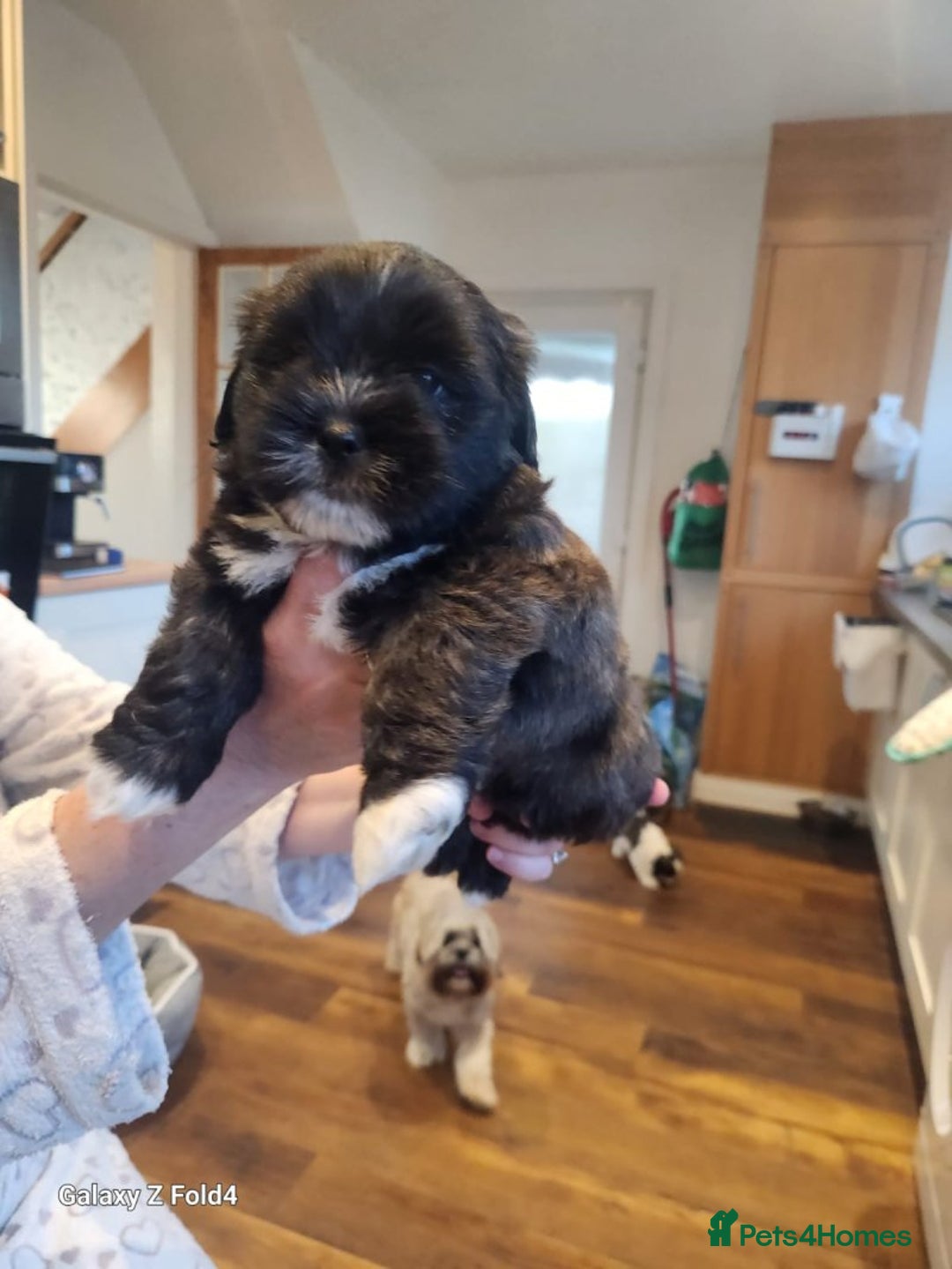 Lhasa Apso dogs for sale: Lhasa apso for sale - Image 2