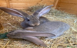 Continental Giant rabbits for sale: Continental Giants - Image 1