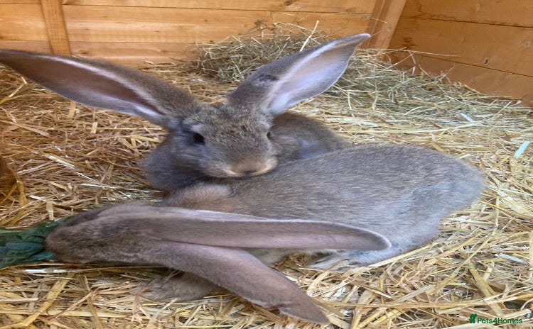 Continental Giant rabbits - Advert 1