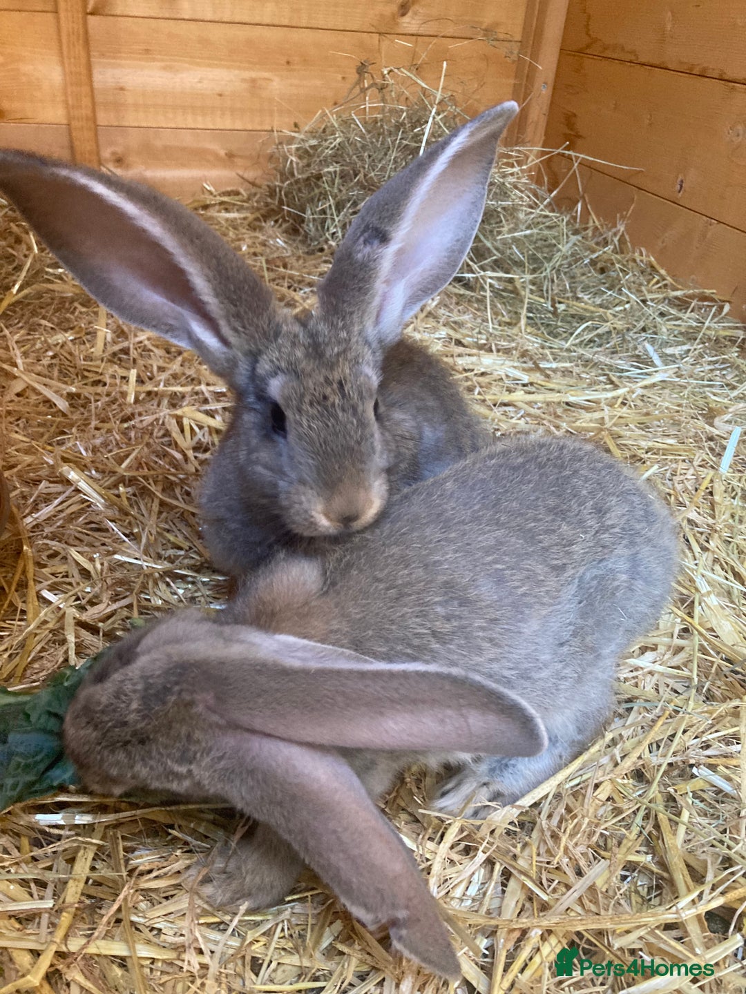 Continental Giant rabbits for sale: Continental Giants - Image 1