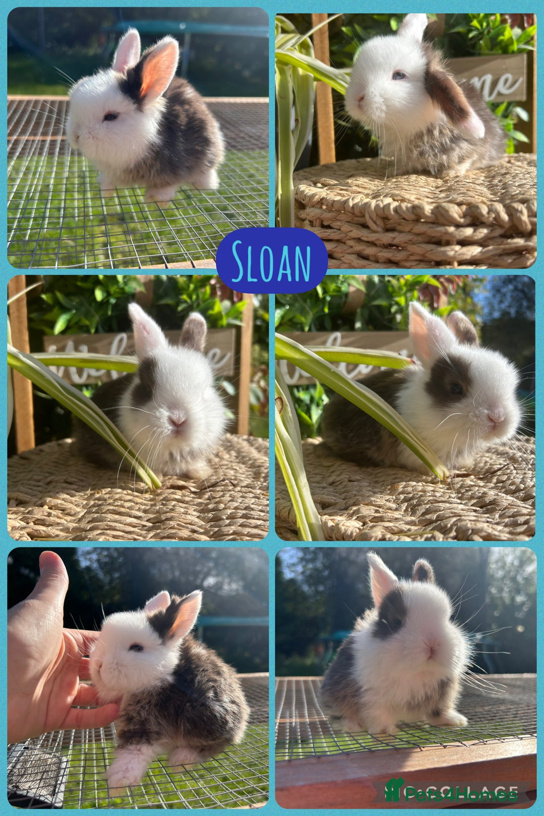 Mini Lop rabbits for sale: Litter of mini lop babies  - Image 3