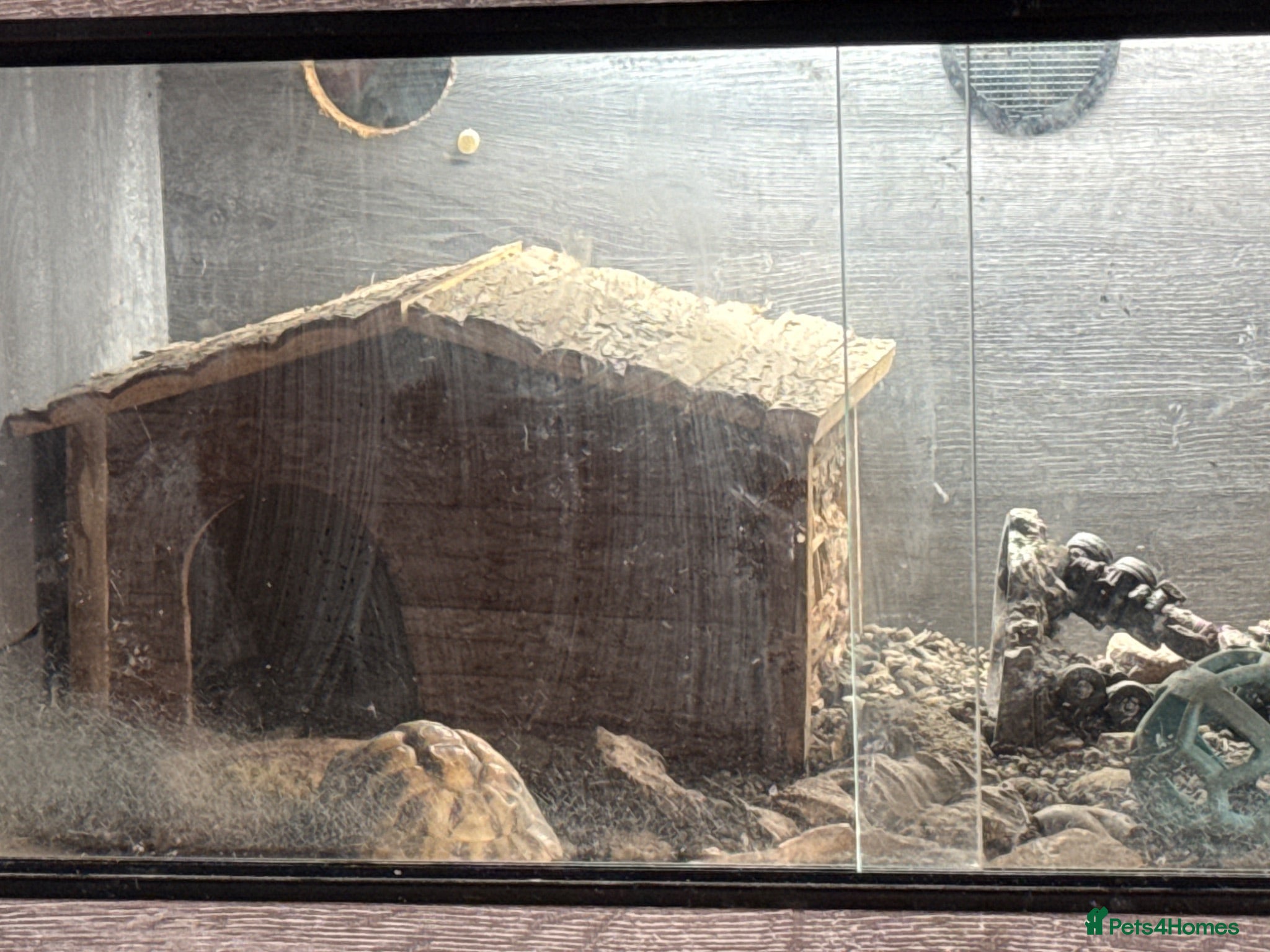 Tortoise reptiles Meet Jesse A 3year old Horfield tortoise. - Advert 2
