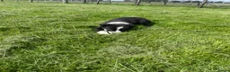 Border Collie dogs for sale: Border collie male  - Advert 5