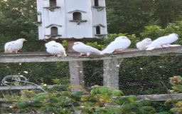 Doves birds for sale: White doves - Image 2