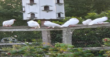 Doves birds - Advert 2