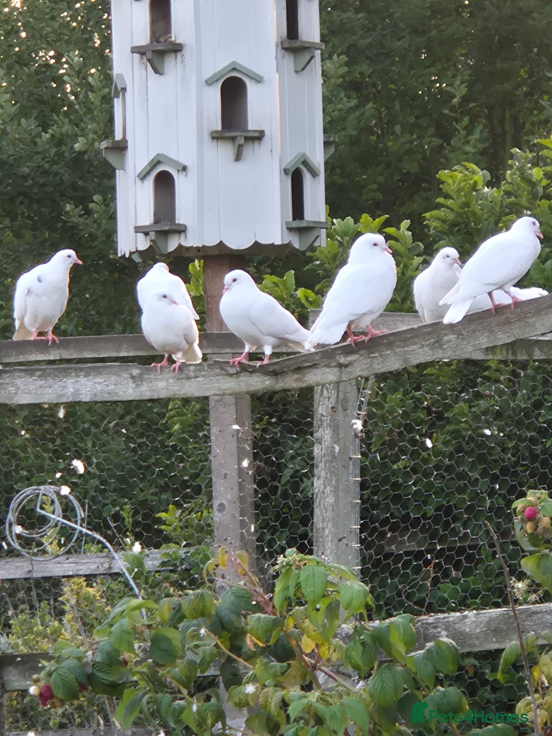 Doves birds for sale: White doves - Image 2