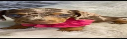 Dachshund dogs for sale: Beautiful Dachshund pups - Advert 2