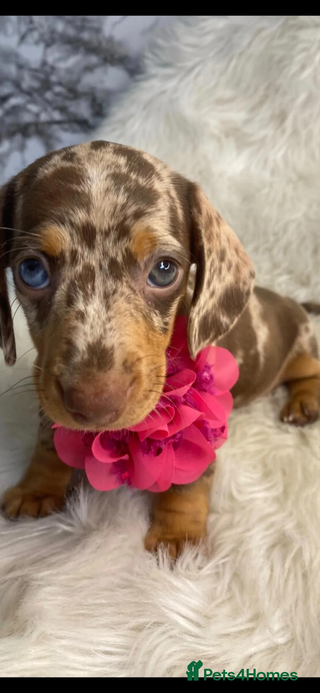 Dachshund dogs for sale: Beautiful Dachshund pups - Advert 2