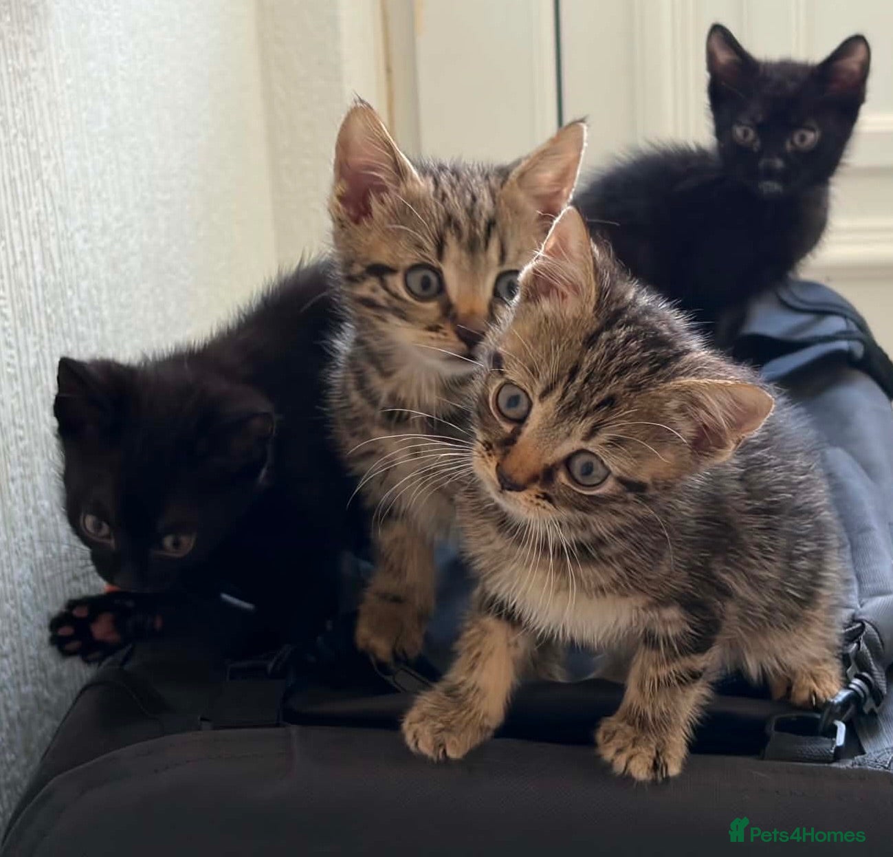 Mixed Breed cats 4 adorable male kittens available now - Advert 1