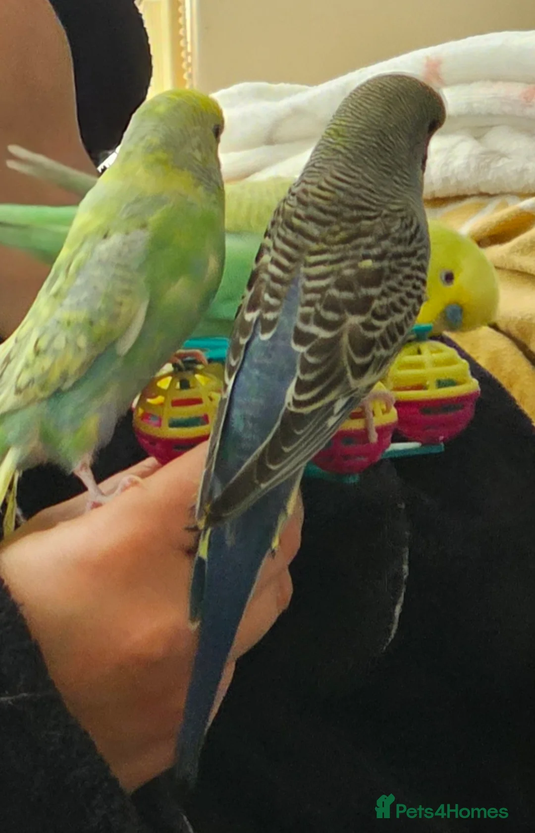 Budgerigars birds for sale: 2 Male Budgies with cage and stand in Wallasey - Advert 2