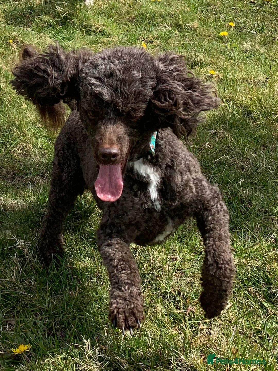 Miniature Poodle dogs for stud: Miniture Poodle for stud - SHORT NOTICE AVAILABLE in Coalville - Advert 7