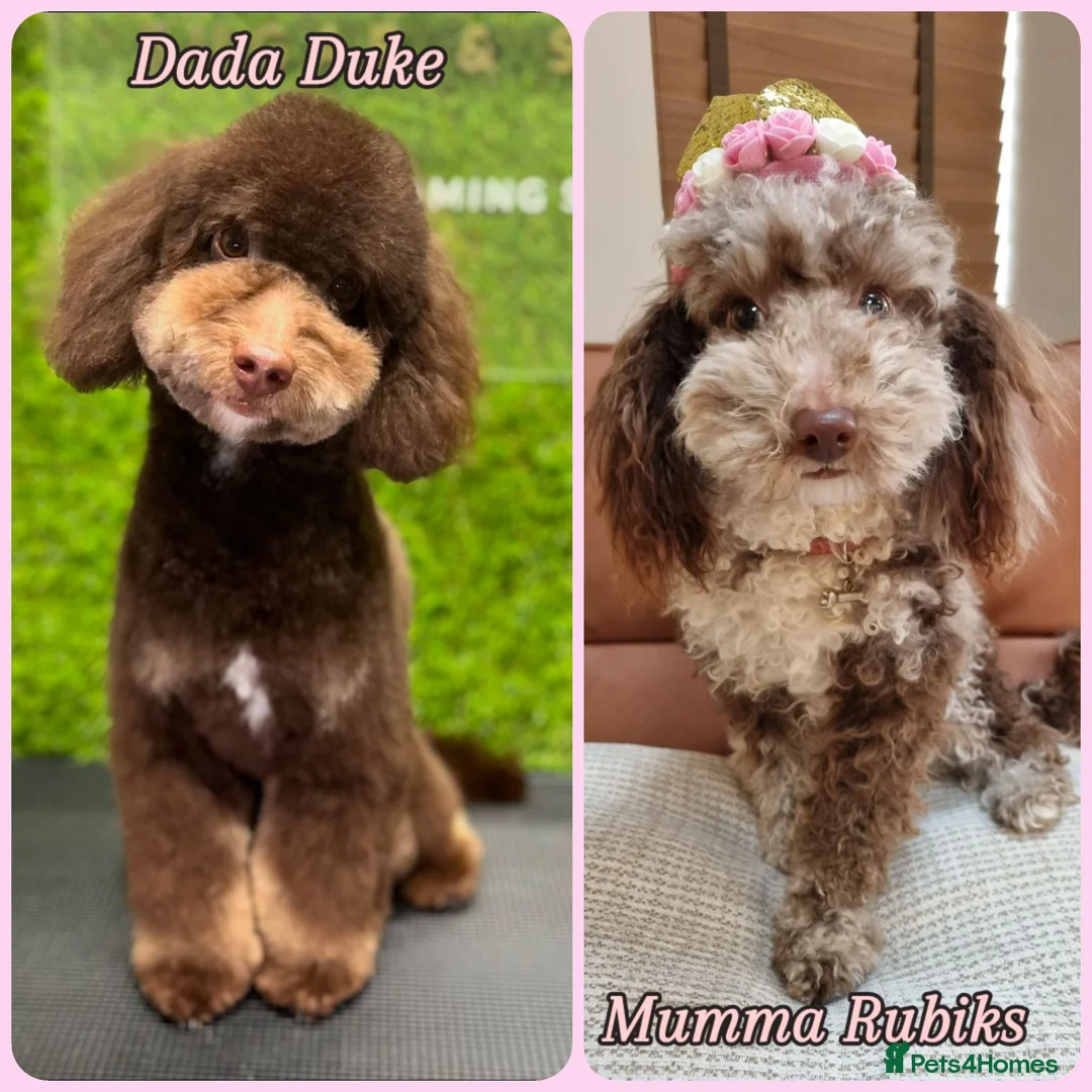 Toy Poodle dogs for sale: Stunning chocolate merle toy poodle girl! 16 weeks - Image 20