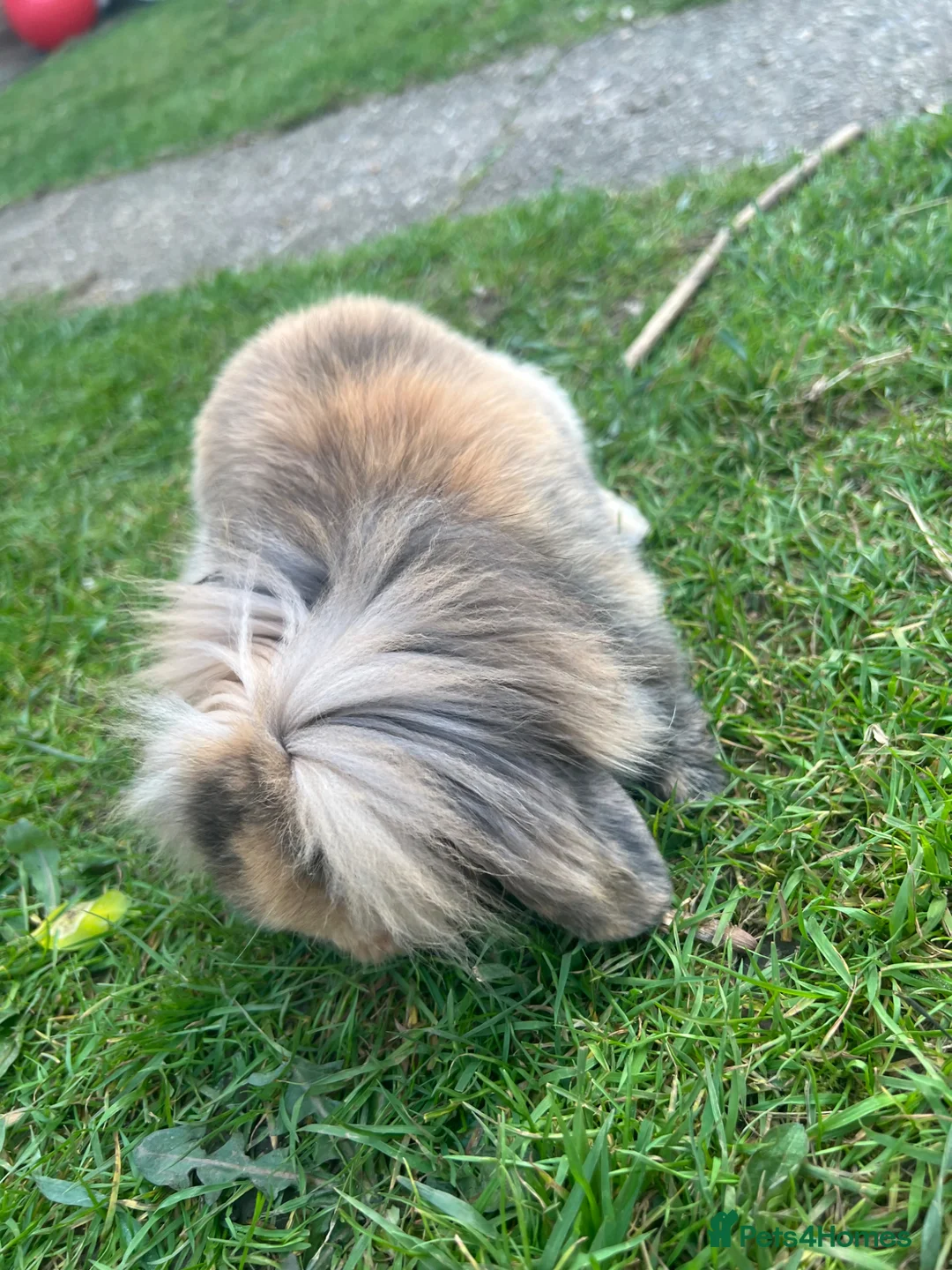 Lionhead rabbits for sale: A female lionhead and male netherland dwarf rabbit - Advert 8