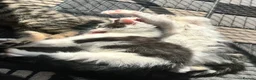 Mixed Breed cats for sale: 3 Beautiful kittens - Advert 12