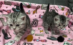 British Shorthair cats for sale: GCCF Reg BSH Silver Tabby & Spotted kittens - Advert 28
