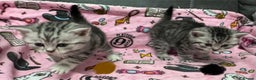 British Shorthair cats for sale: GCCF Reg BSH Silver Tabby & Spotted kittens - Advert 28
