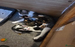 Domestic Shorthair cats for sale: Beautiful kittens - Image 7