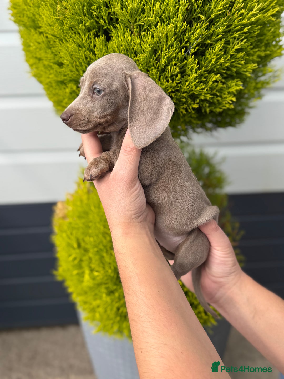 Miniature Dachshund dogs for sale: Miniature Dachshund Puppies (Licensed Breeder) - Image 6