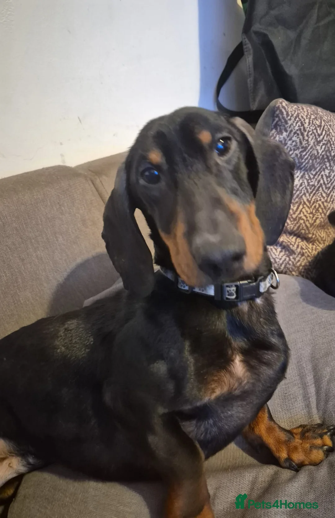 Dachshund dogs for stud: Beautiful Boy Duke in Cradley Heath - Advert 2