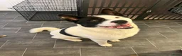 Akita dogs for sale: Kaizer - Advert 1