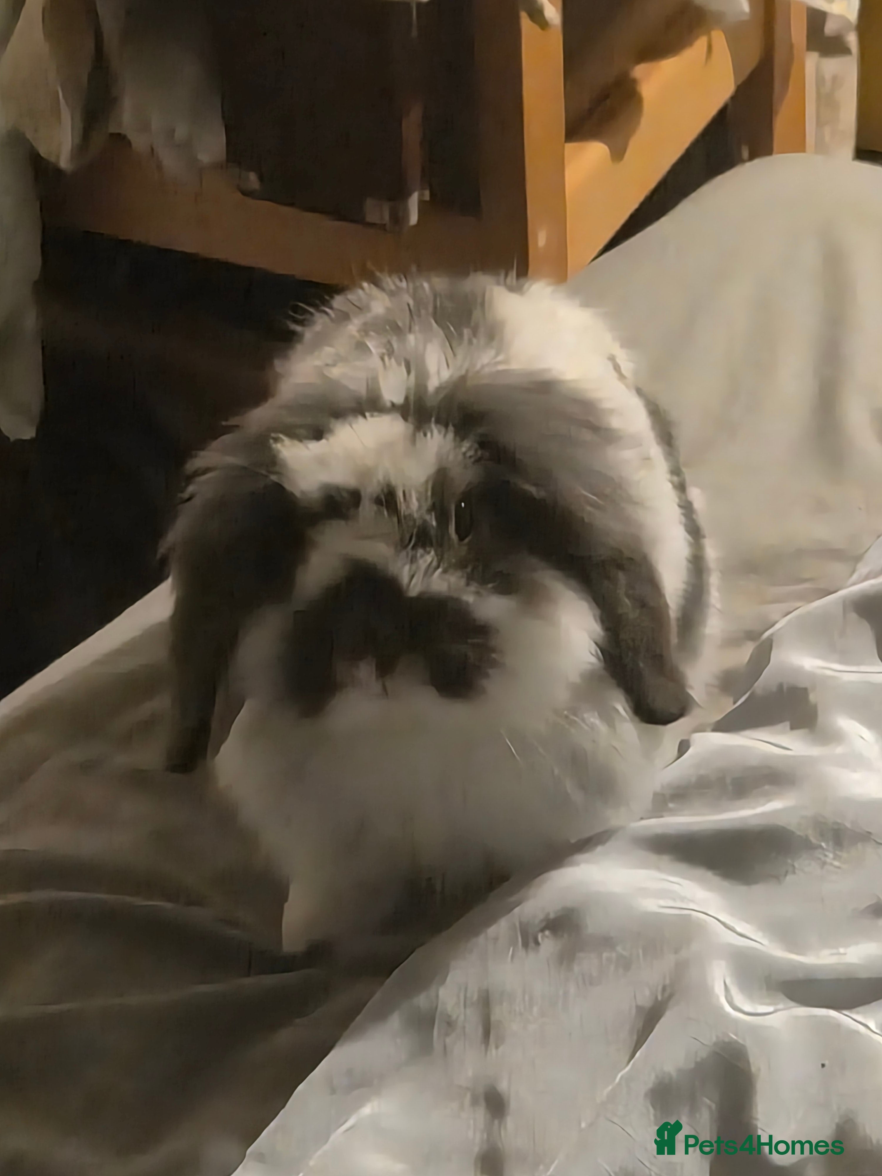 Mixed Breed rabbits American fuzzy lop - Advert 1