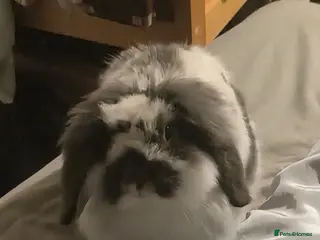 Mixed Breed rabbits American fuzzy lop - Advert 1