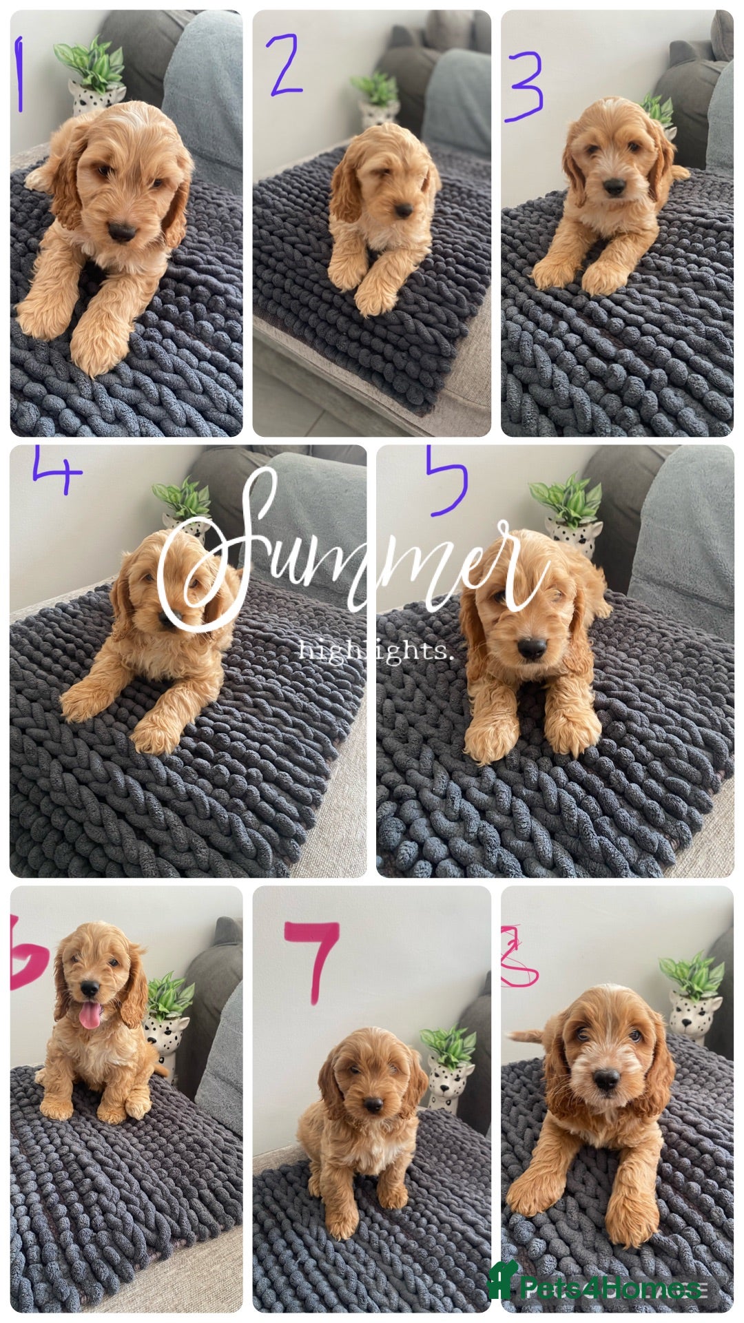 Cockapoo dogs F1 Cockapoo puppies. Apricot roan - Advert 15