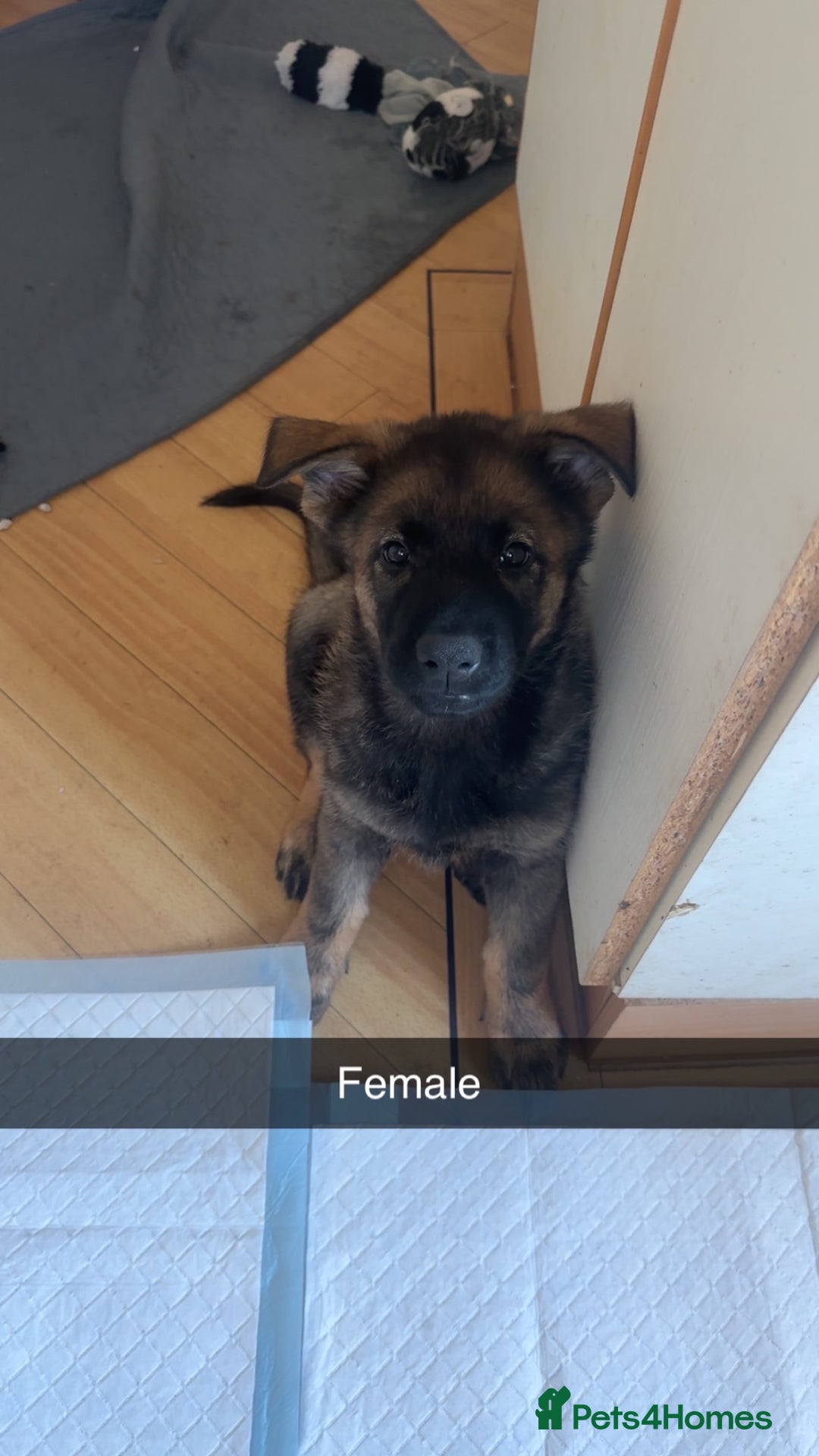 German Shepherd dogs for sale: 1 beautiful female German shepher kc reg working - Advert 10