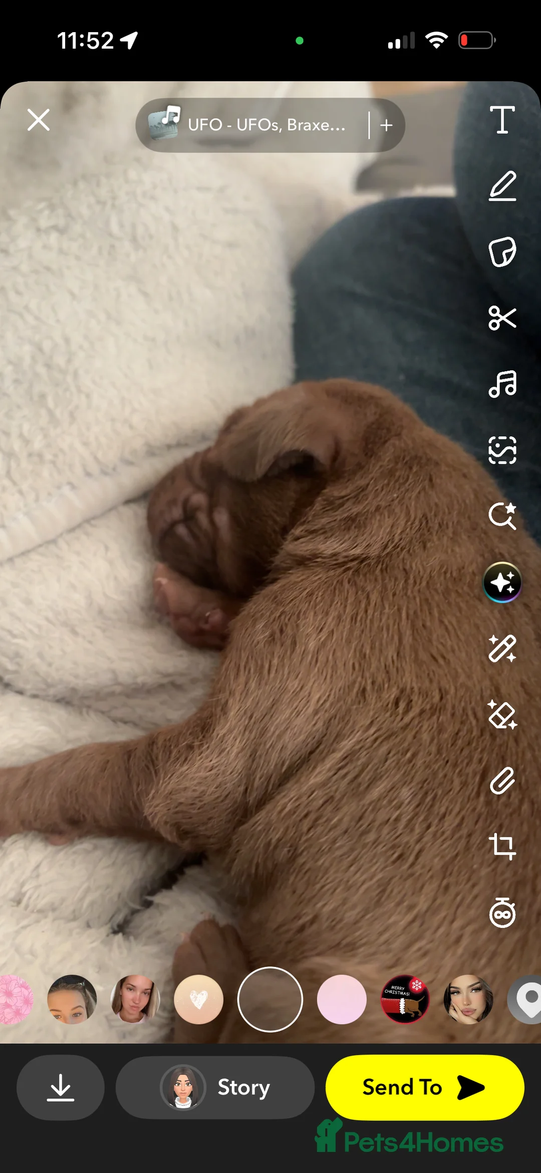 Mixed Breed dogs for sale: Weimaraner/ lab pups ready to go  - Advert 8