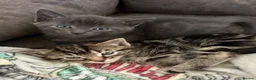 Mixed Breed cats for sale: 5 beautiful Kittens  - Advert 10