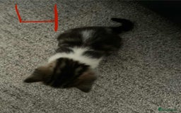 Domestic Shorthair cats for sale: Mixed litter domestic shorthair - Image 9
