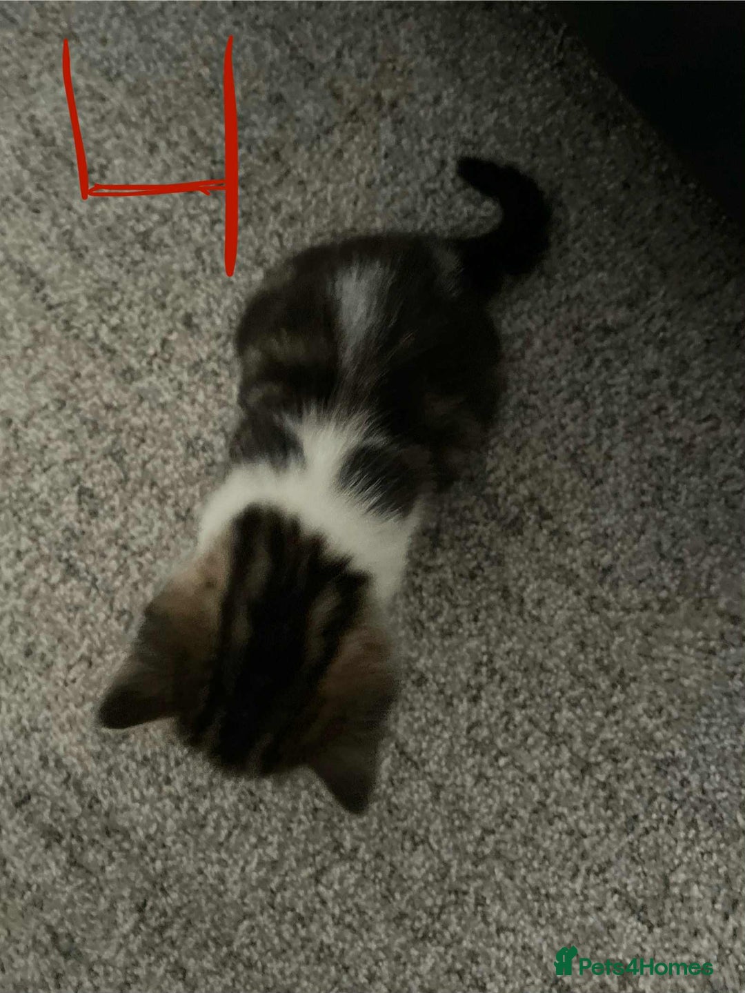 Domestic Shorthair cats for sale: Mixed litter domestic shorthair - Image 9