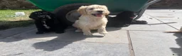 Goldendoodle dogs for sale: Beautiful Goldendoodles - Advert 11