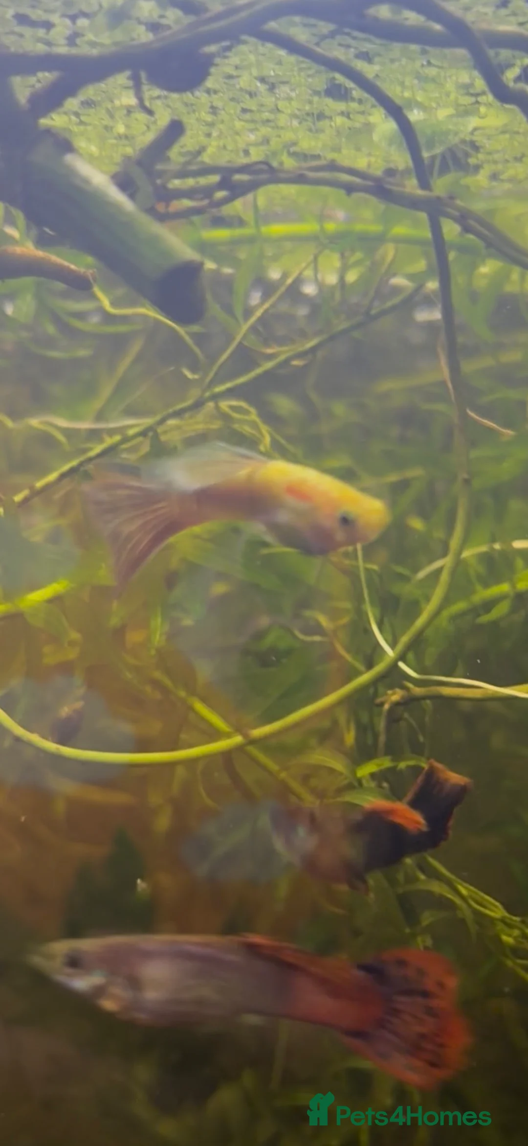 Live Bearers fish for sale: Mixed guppies  - Advert 4