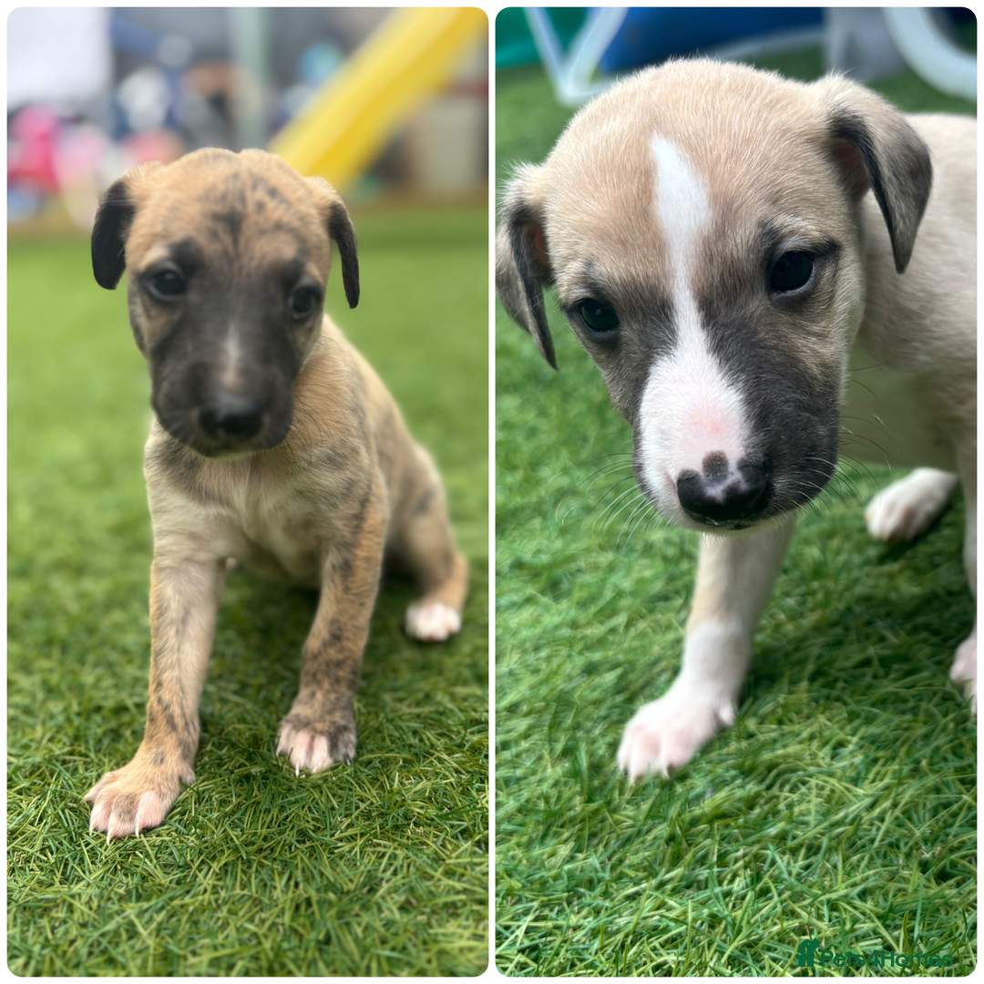 Whippet dogs for sale: Whippet puppies beautiful colours - Image 1