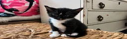 Mixed Breed cats for sale: Half Savannah kittens  in Weymouth - Advert 3