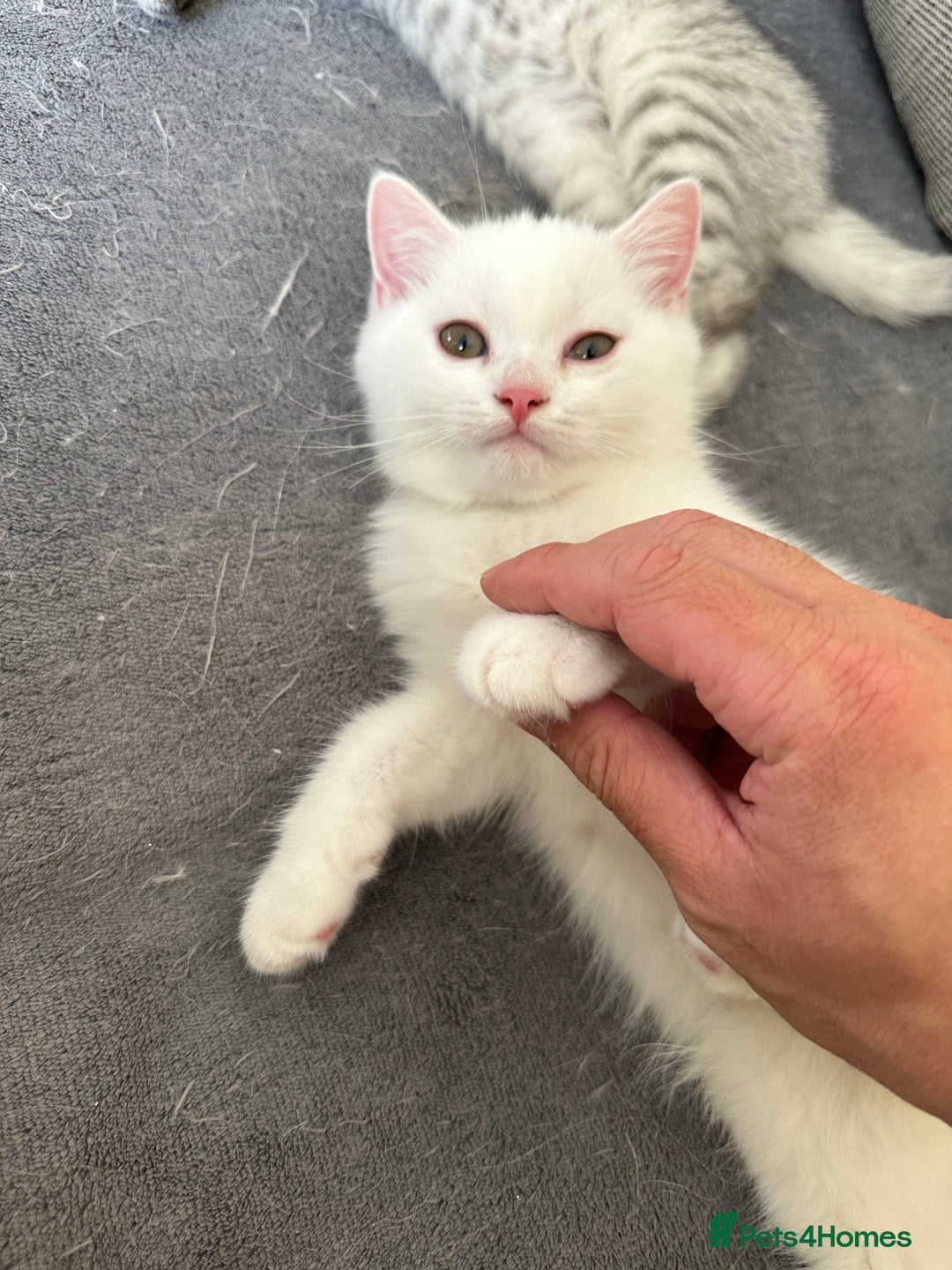 British Shorthair cats for sale: Stunning British Shorthair  - Image 21