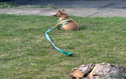 Chihuahua dogs for sale: Chihuahua puppy price ono - Image 4