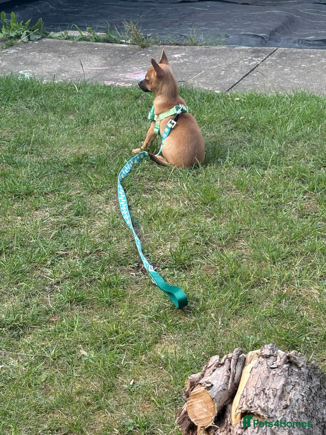 Chihuahua dogs for sale: Chihuahua puppy price ono - Image 4